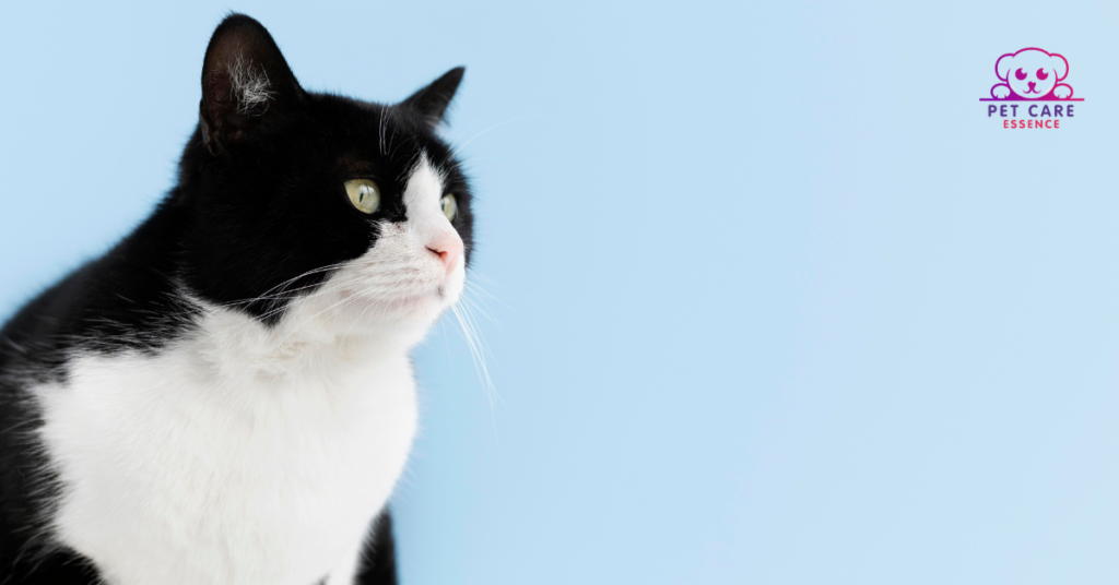 Tuxedo Cats and Their Breeds